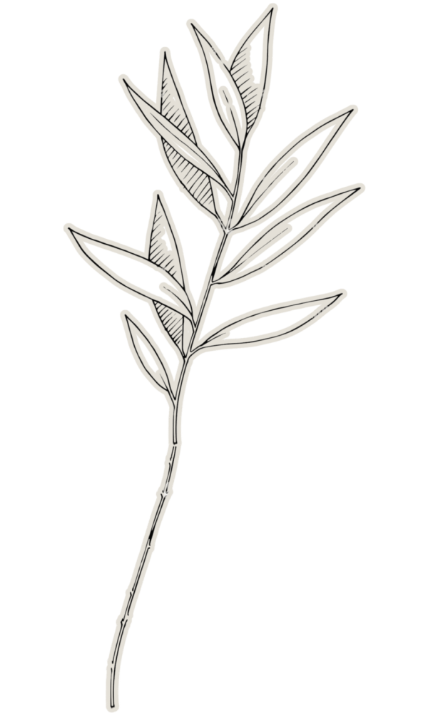 HOMEPAGE EUCALYPTUS